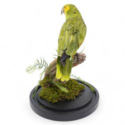 Taxidermy - Orange-Winged Amazon (Amazona Amazonica), full adult mount upon branch in naturalistic setting, enclosed within glass dome H52cm - UK Sale only 