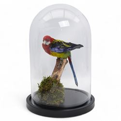 Taxidermy - Eastern Rosella (Platycercus Eximius), full adult mount upon branch in natural...