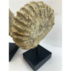 Pair of large ammonite fossil, mounted upon a rectangular wooden base, age; Cretaceous period, location; Morocco, H37cm