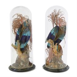 Taxidermy: Pair of Victorian cased Lilac Breasted Roller birds (Coracias caudatus), each a...