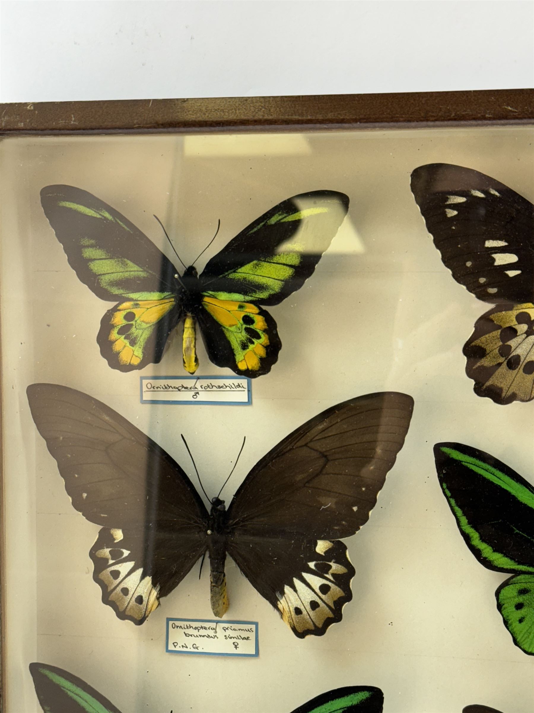 Entomology: Single glazed display of Birdwing (Ornithoptera) butterflies, circa 20th century, single glazed display containing seven various specimens, including Cape York birdwing (Ornithoptera priamus), Rothschild's birdwing (ornithoptera rothschildi), some with attached data labels and name labels, all pinned upon foam backing, enclosed within a glazed entomology drawer, makers label to verso 'Product of J.J Hill & Son, London N.W.10', H45cm, L35cm