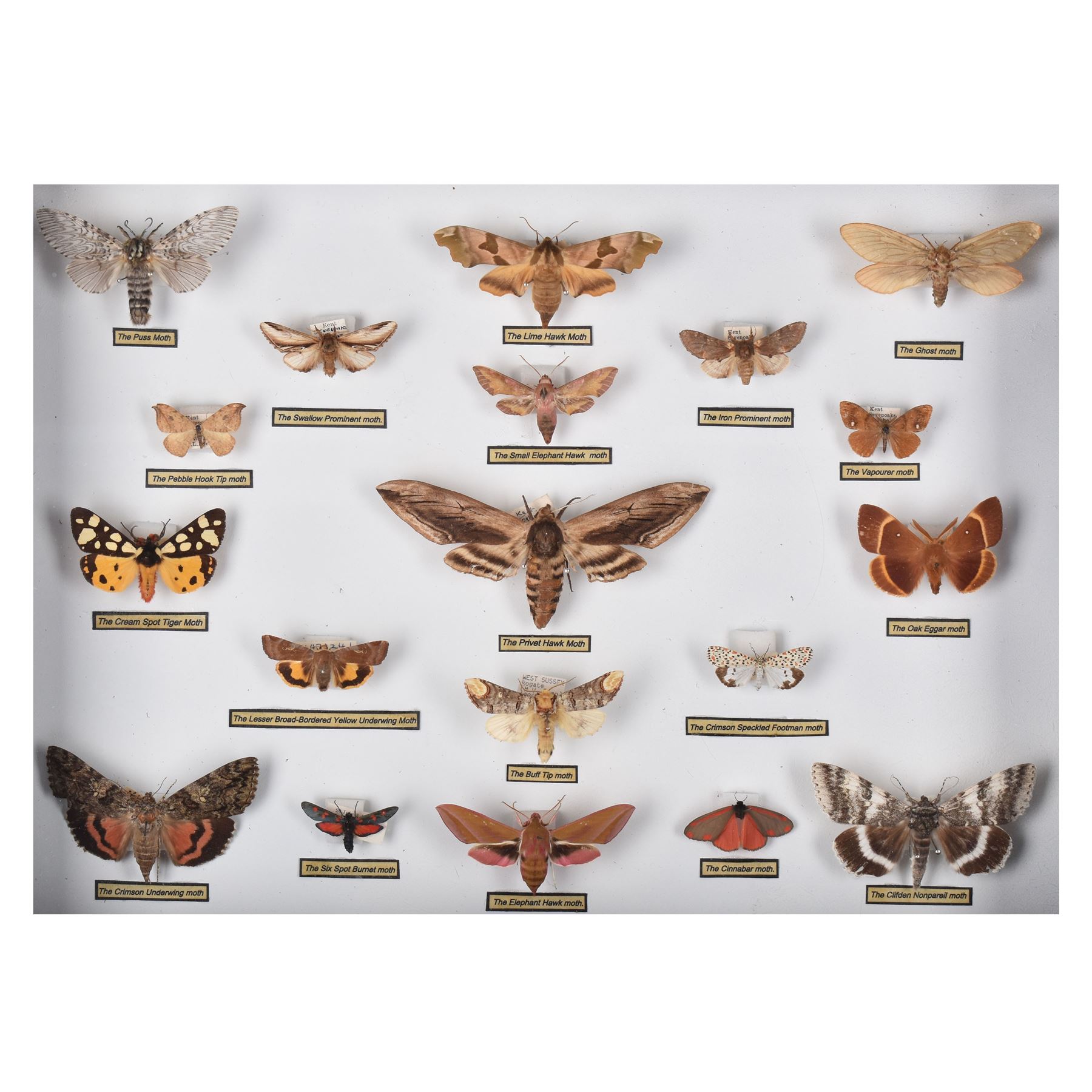 Entomology: Single glazed display of Moths of the British Isles, circa 20th century, single glazed display containing nineteen various specimens, including Privet Hawk moth, Puss moth, Lime Hawk moth, Elephant hawk moth, some with attached data labels, all pinned upon foam backing and named labels, enclosed within a glazed ebonised display case, H28cm, L38cm