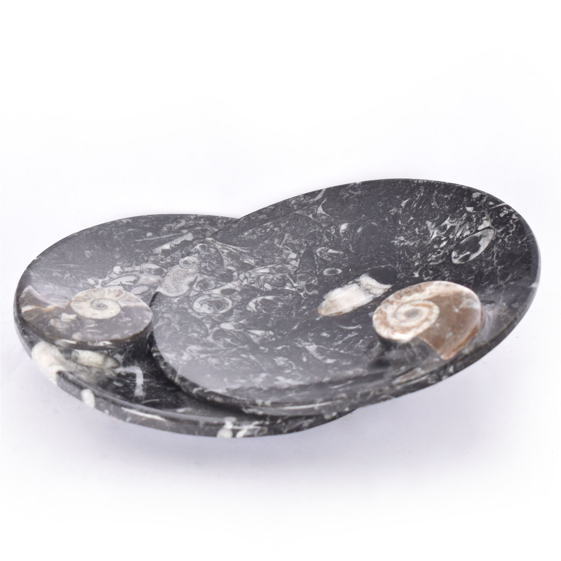 Pair of circular dishes with a raised goniatite and orthoceras and goniatite inclusions, age: Devonian period, location: Morocco, D11cm