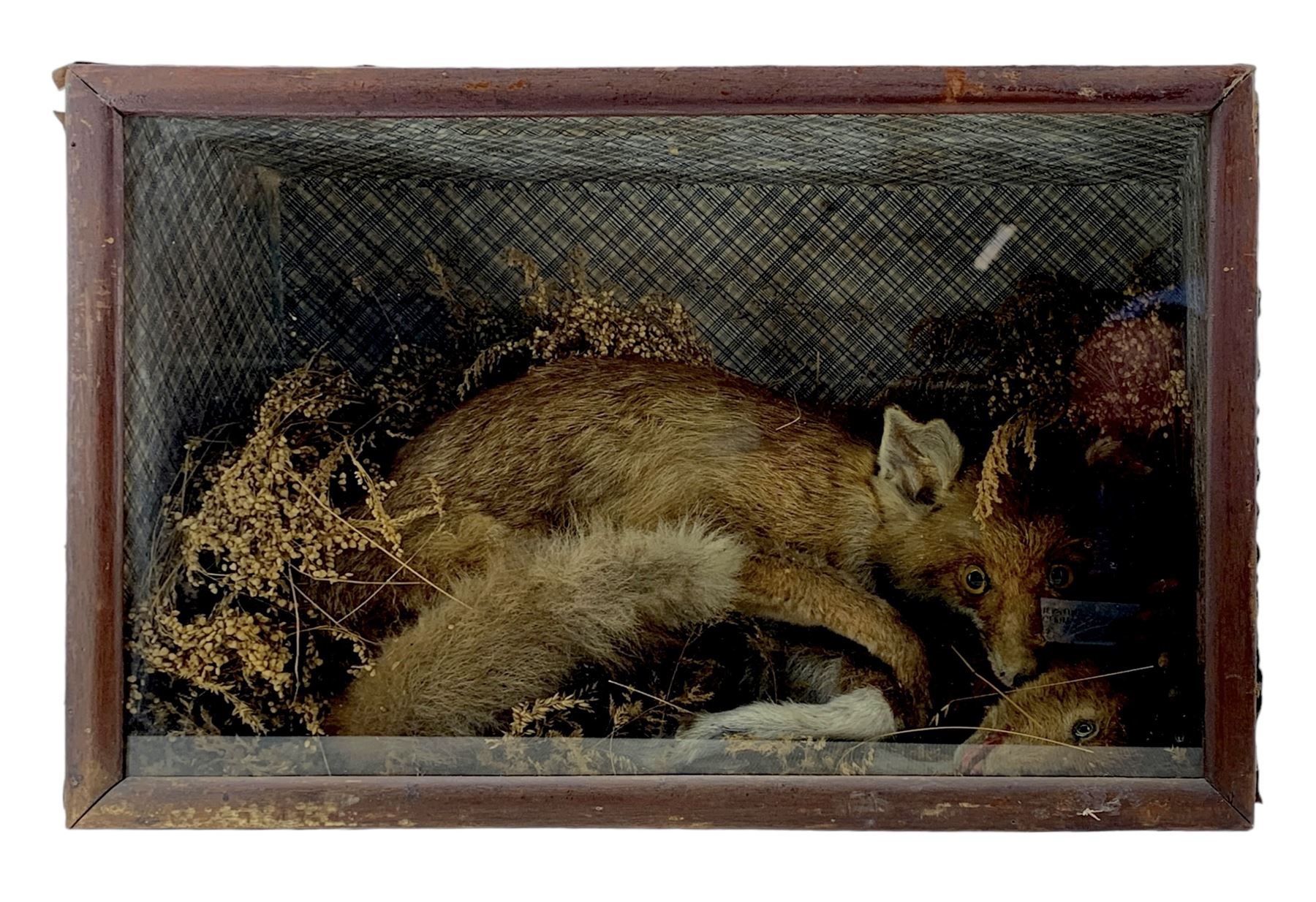 Taxidermy: Cased diorama Red Fox (Vulpes vulpes) with goat kit kill, full mount on a naturalistic ground, set against a patterned back board. H41cm, W61cm, D23.5cm