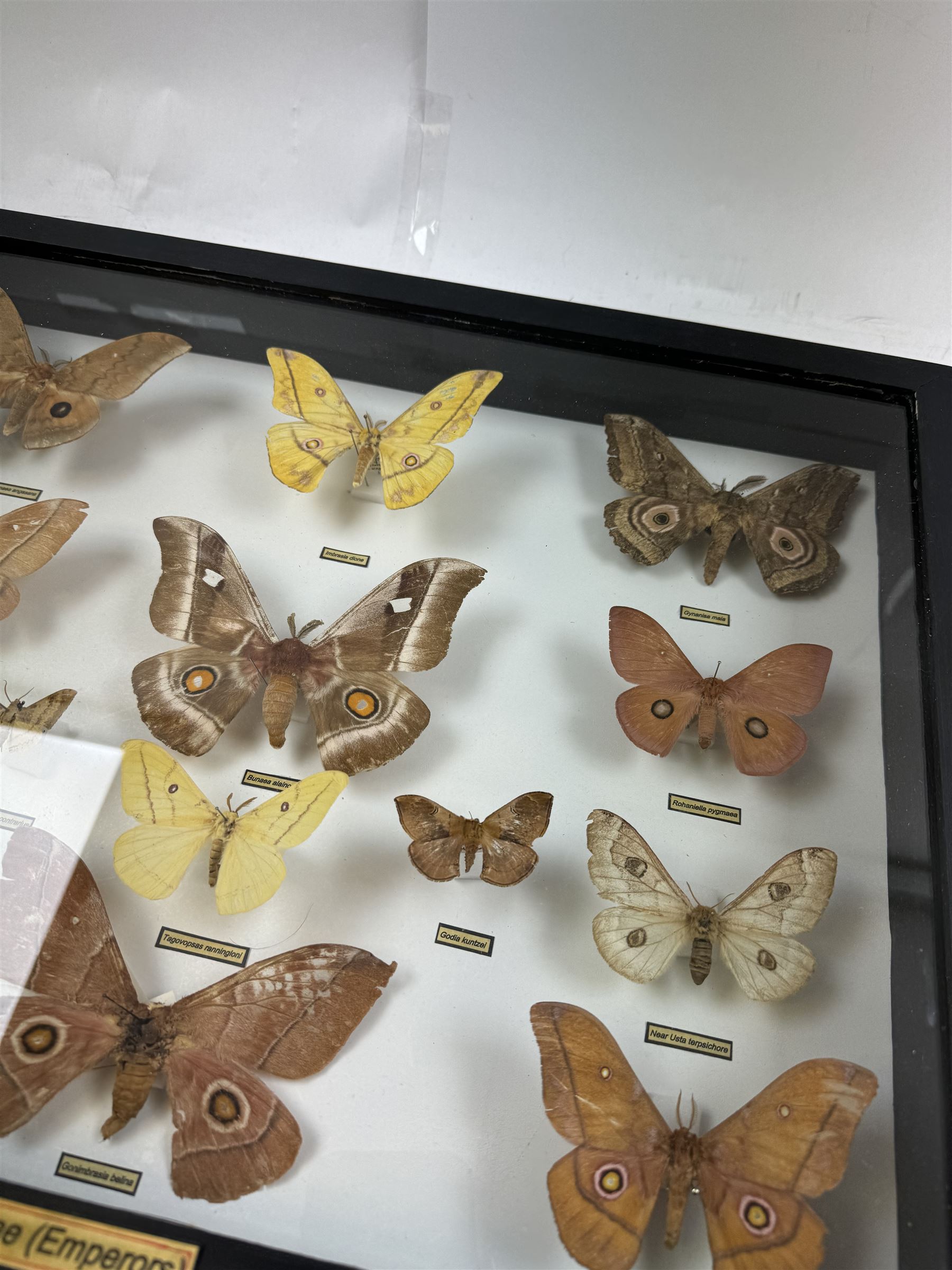 Entomology: Single glazed display of African Saturniidae (Emperors) moths, circa 20th century, single glazed display containing fourteen various specimens, some with attached data labels, all pinned upon foam backing and named labels, enclosed within a glazed ebonised display case, H39cm, L50cm