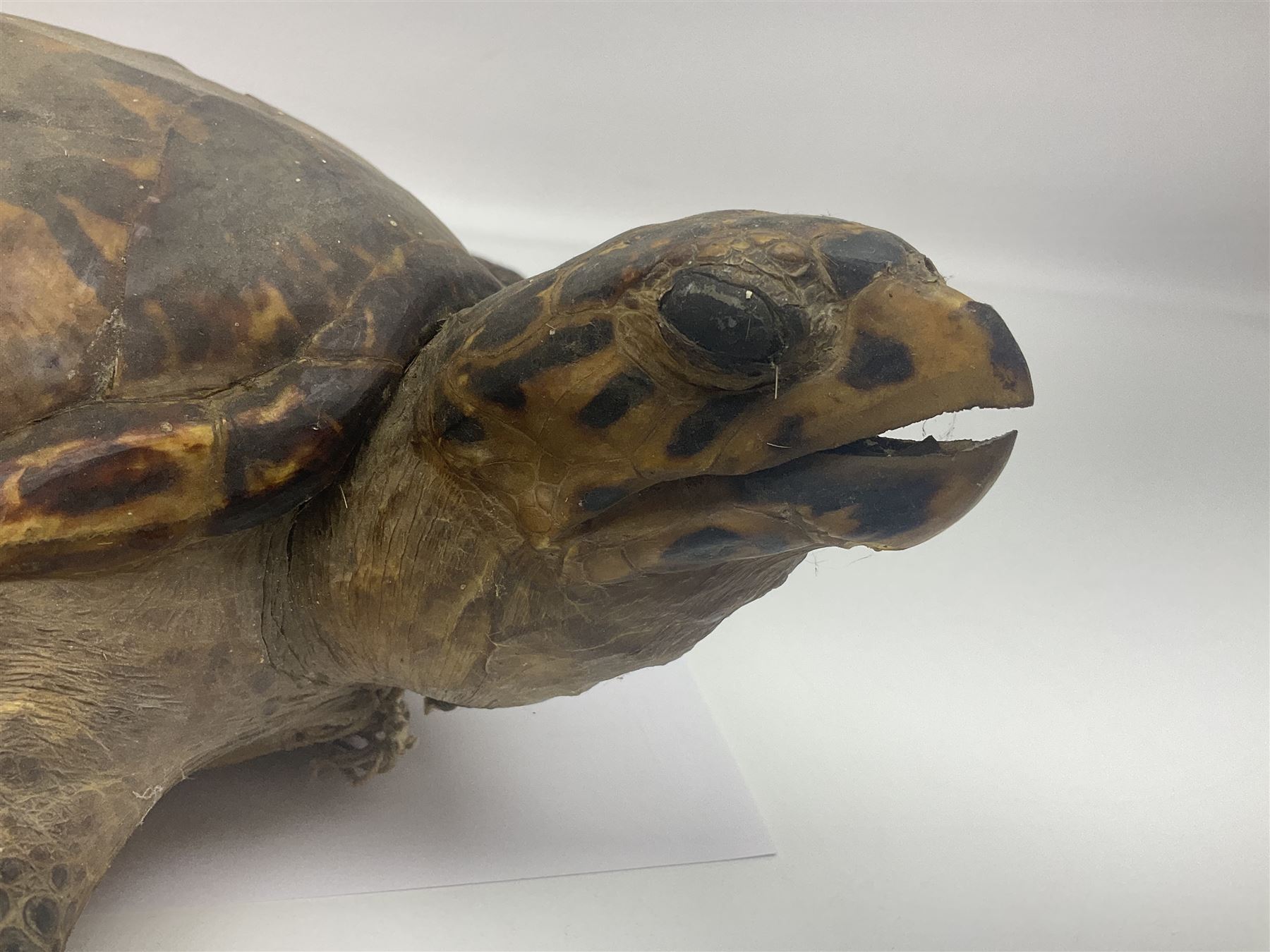 Taxidermy: Hawksbill Sea Turtle (Eretmochelys imbricata), juvenile full mount, beak to shell base, 40cm