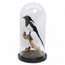 Taxidermy - Magpie (Pica Pica), full adult mount upon a branch in a naturalistic setting, ...