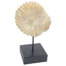 Pair of ammonite fossils, mounted upon a rectangular wooden base, age; Cretaceous period, location; Morocco, H32cm