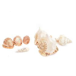 Conchology: pair of Stripped King Conch shells, together with frog conch shell, Queen Chin...