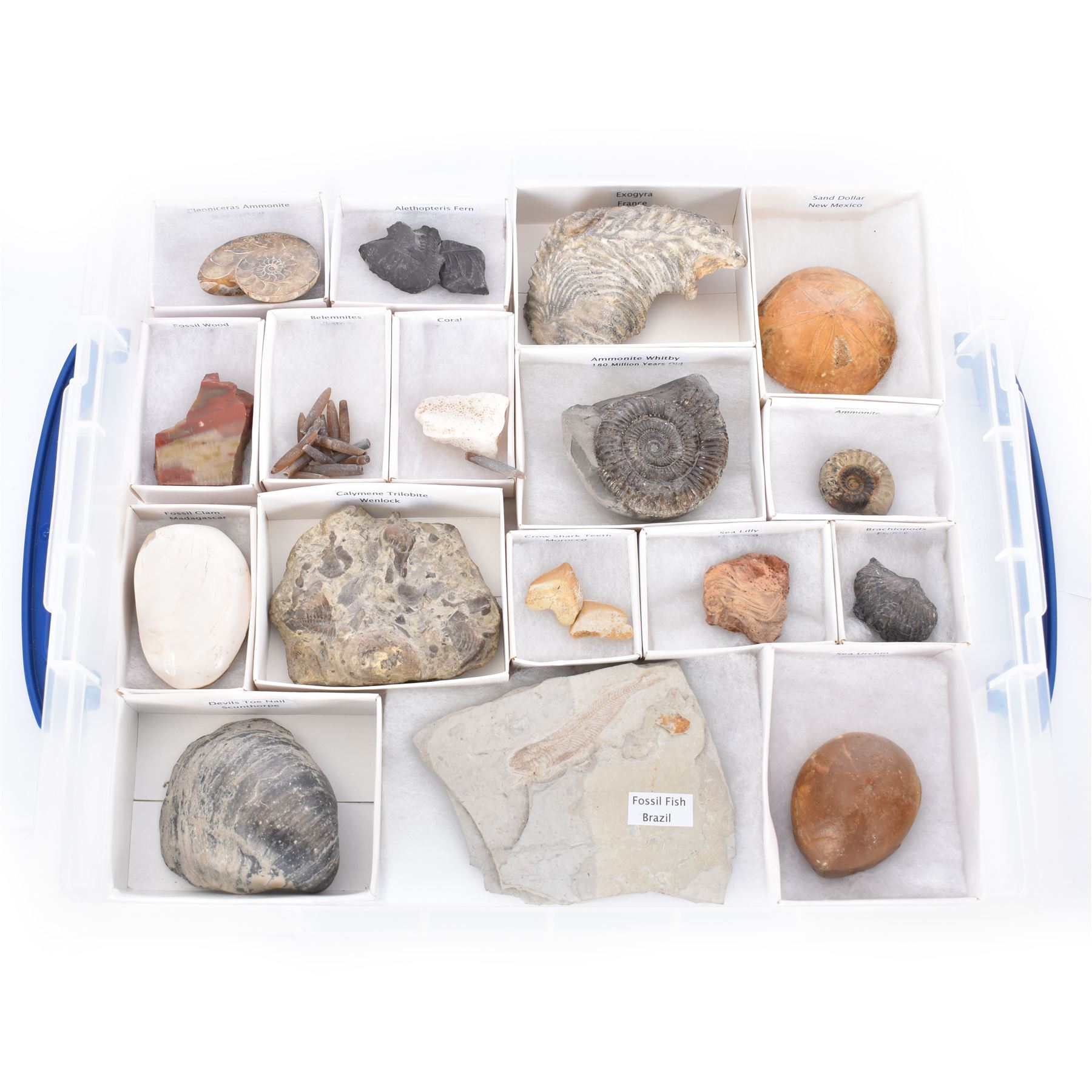 Collection of seventeen various fossils, including alethopteris fern, Whitby ammonite, crow shark teeth, sea lilly etc 