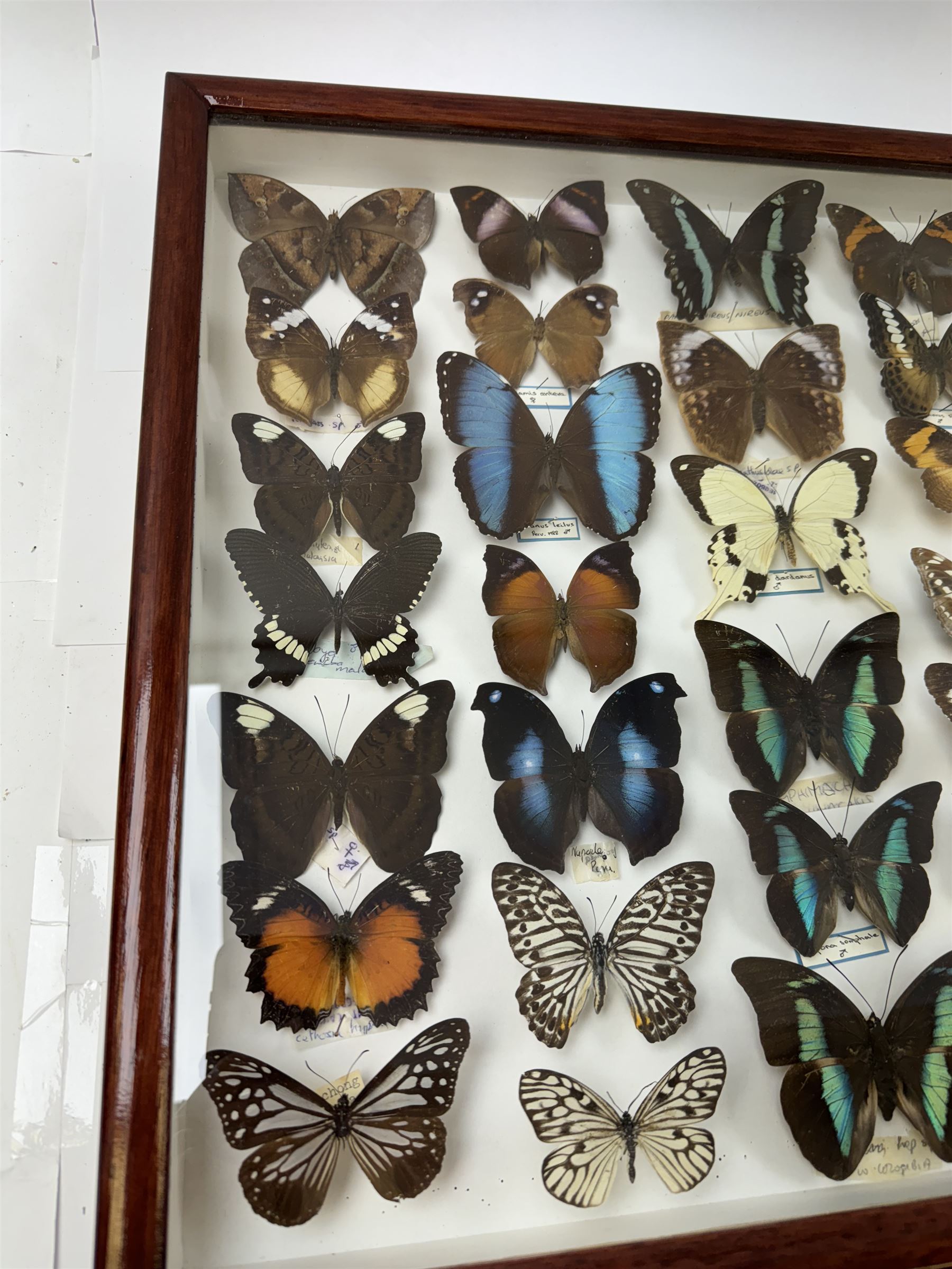 Entomology: Single glazed display of butterflies, circa 20th century, single glazed display containing thirty six various specimens, some with attached data labels, all pinned upon foam backing and named labels, enclosed within a glazed entomology drawer, H46cm, W46cm