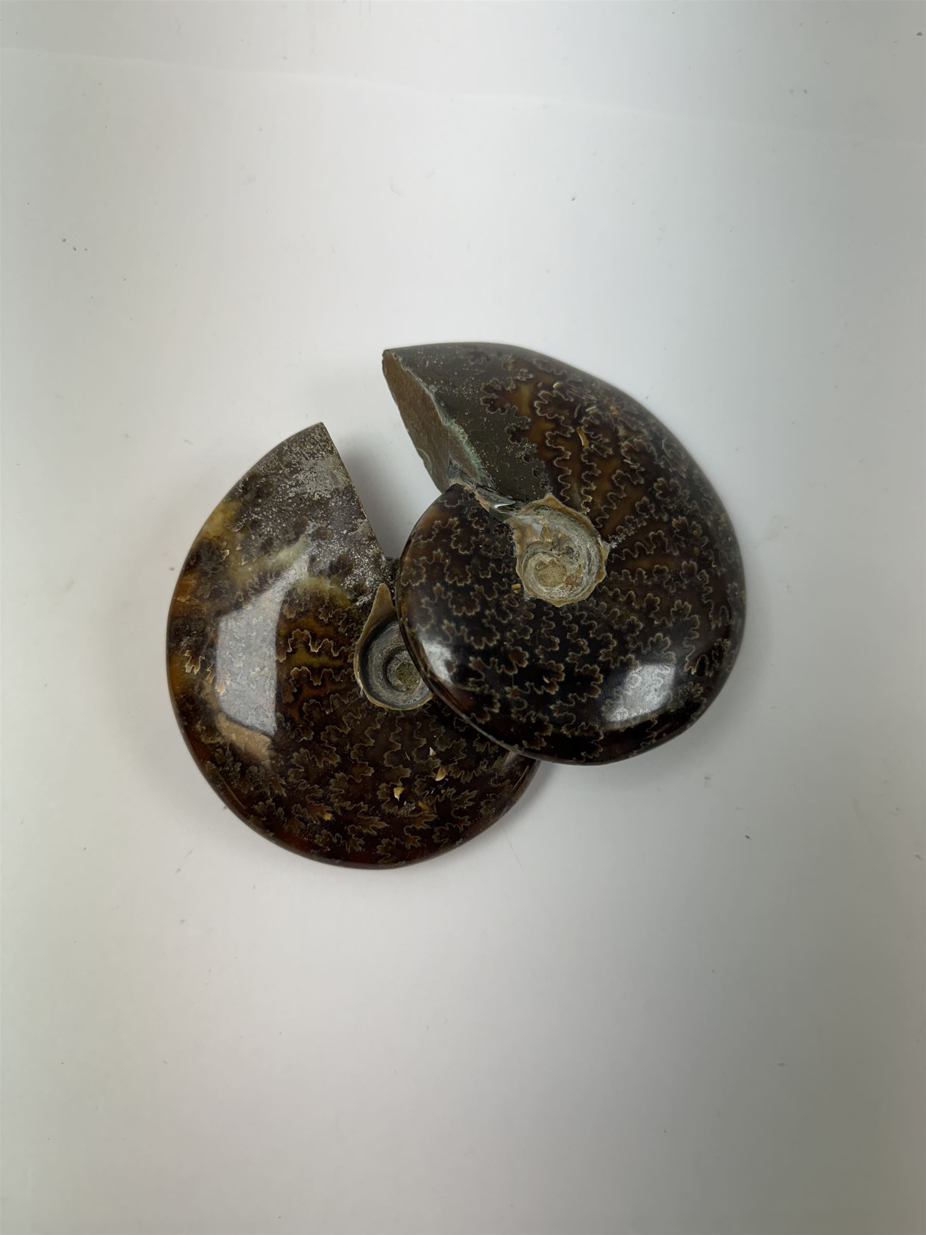 Two Cleoniceras ammonite fossils, with polished finish, age: Cretaceous period, location: Madagascar, D9cm