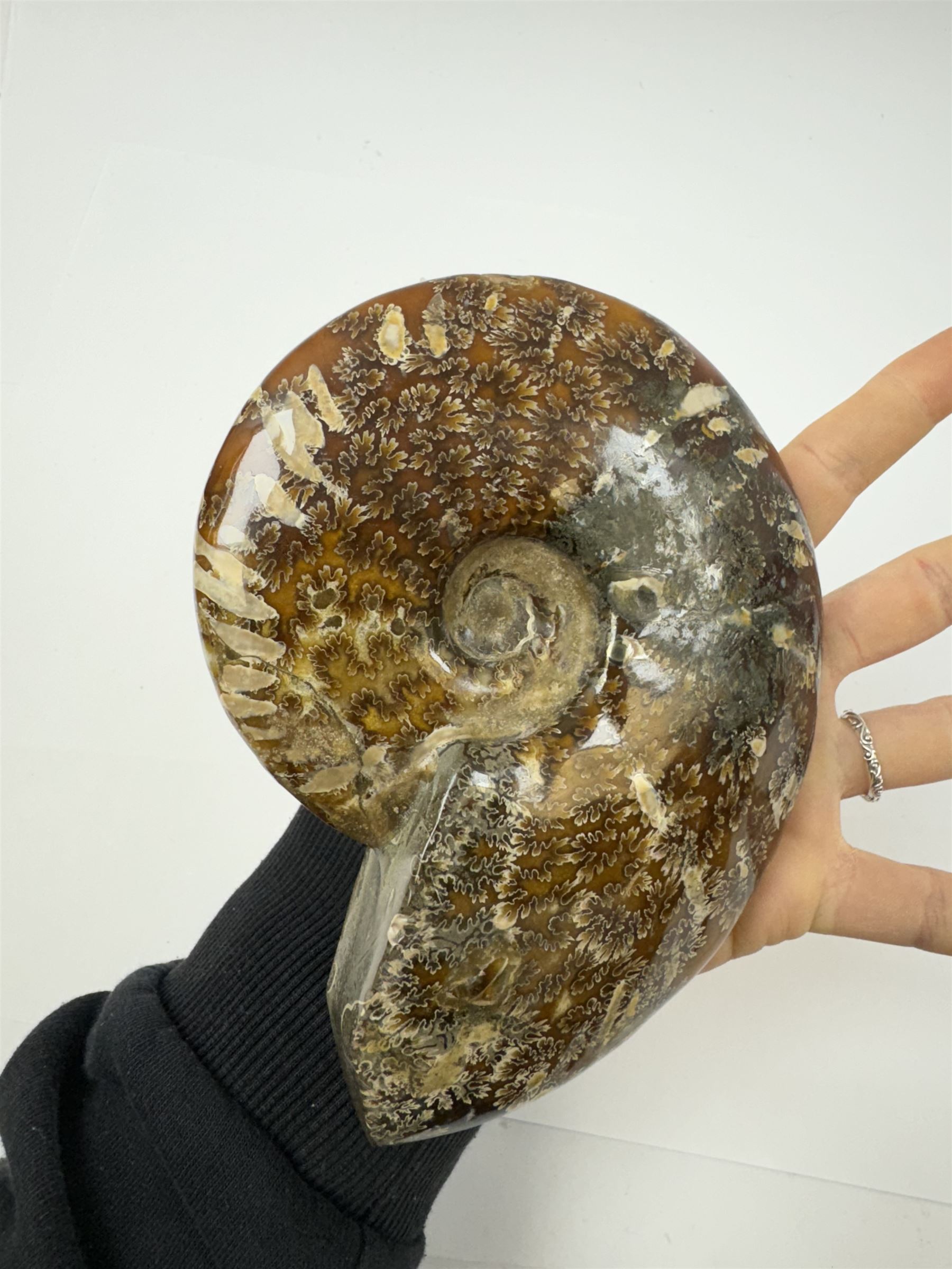 Two Cleoniceras ammonite fossils, with polished finish, age: Cretaceous period, location: Madagascar, D14cm