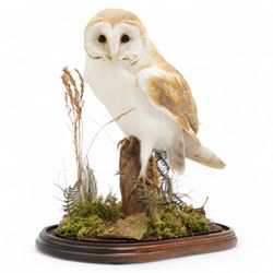 Taxidermy: Victorian Barn Owl (Tyto Alba), full male adult mount upon a tree stump in a na...