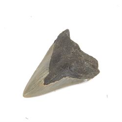 Megalodon (Otodus Megalodon) tooth fossil, with fine serrations, H10.5cm