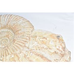 Large ammonite fossil, age; Cretaceous period, location; Morocco, W42cm