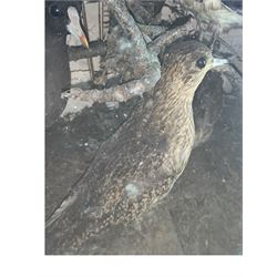 Taxidermy: Late 19th/early 20th century cased display of British and exotic birds, including Barn Owl, Common Woodpecker, White Throated Dipper, Kingfisher, Finches, Humming birds, etc, full mounts perched on branches, in a hinged display case. H61cm, W66cm, D25cm