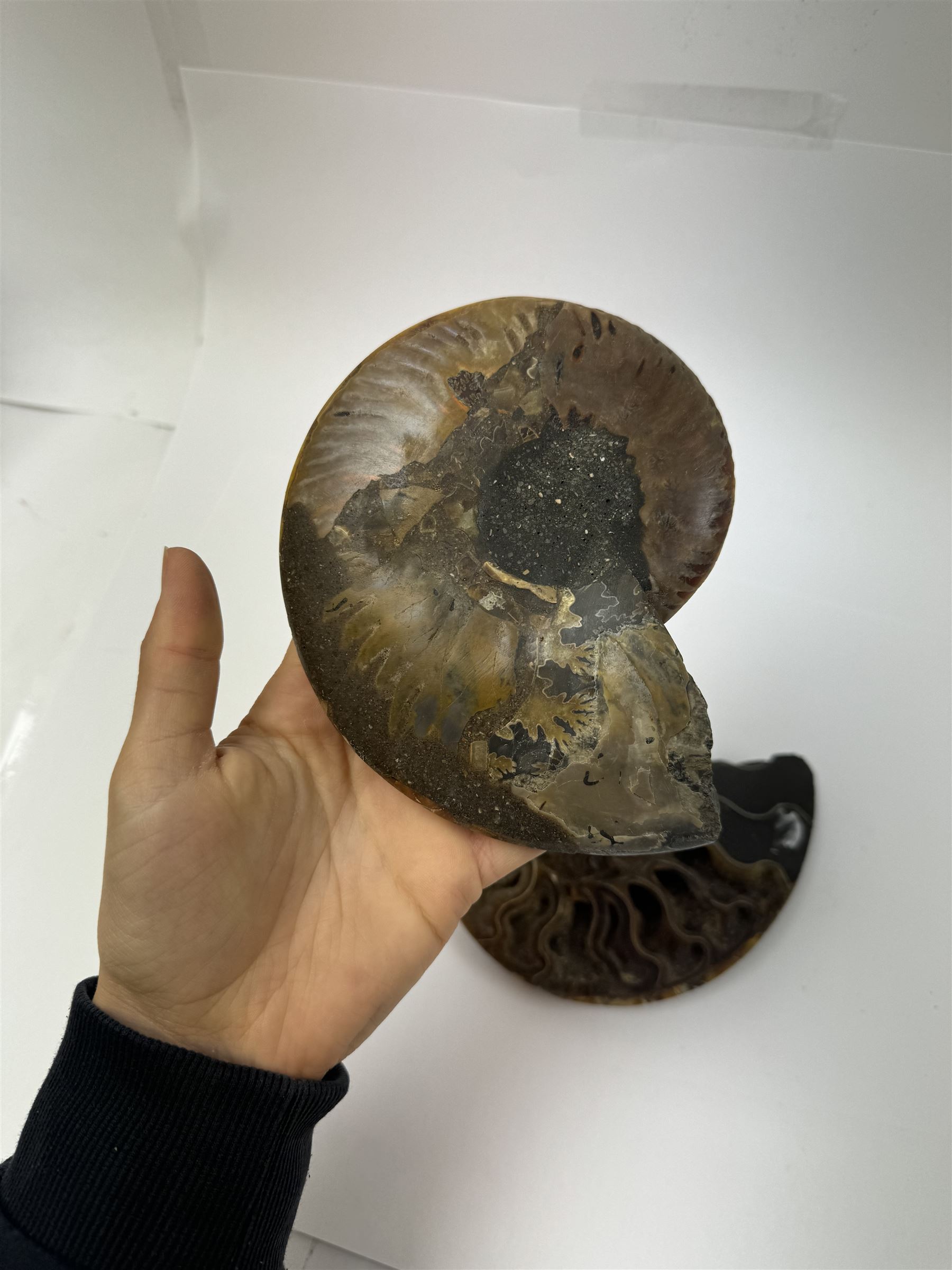 Pair of Cleoniceras ammonite fossil slices, with polished finish, age: Cretaceous period, location: Madagascar, D14cm