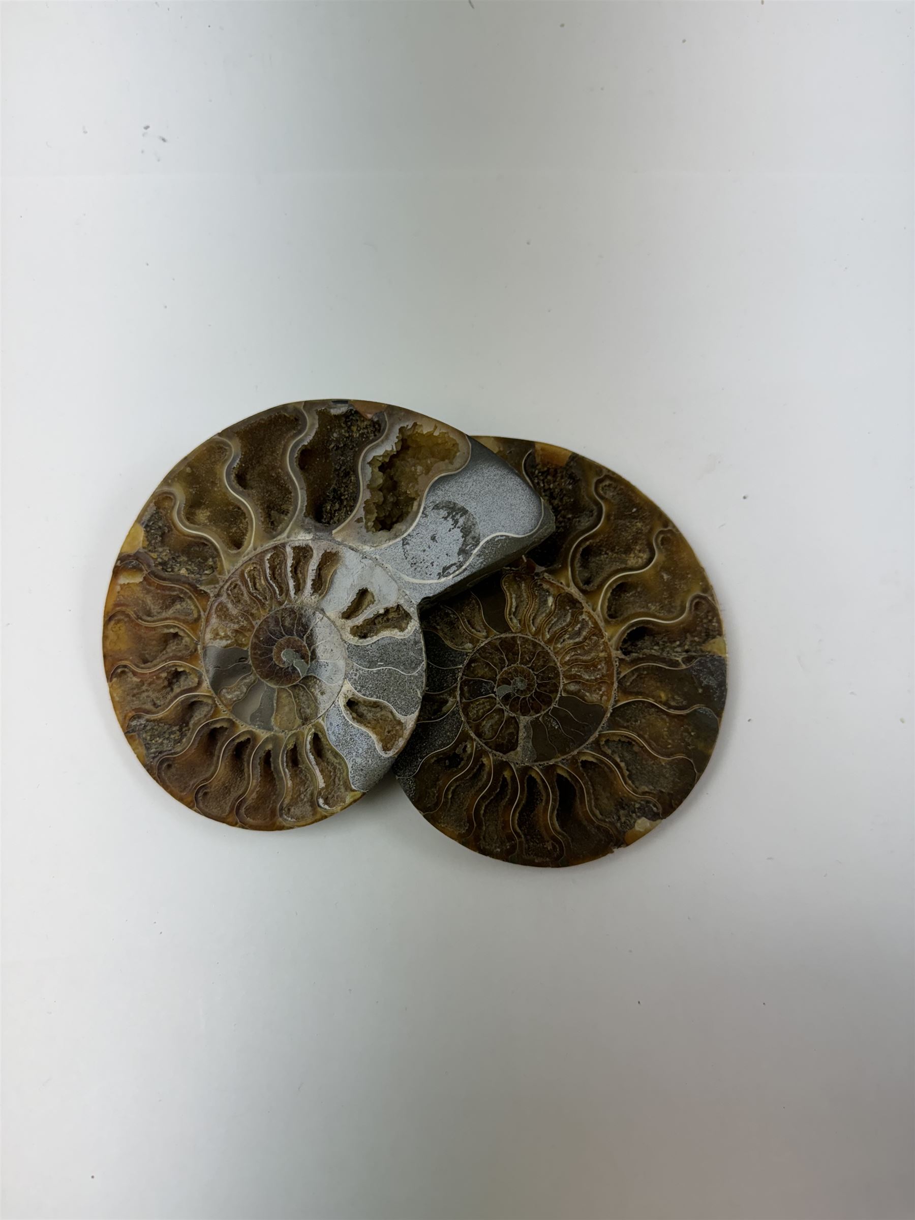 Pair of Cleoniceras ammonite fossil slices, with polished finish, age: Cretaceous period, location: Madagascar, D12cm