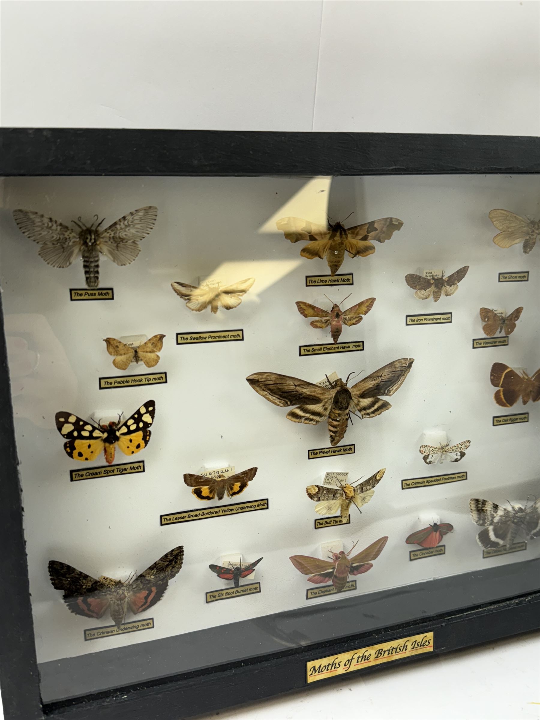 Entomology: Single glazed display of Moths of the British Isles, circa 20th century, single glazed display containing nineteen various specimens, including Privet Hawk moth, Puss moth, Lime Hawk moth, Elephant hawk moth, some with attached data labels, all pinned upon foam backing and named labels, enclosed within a glazed ebonised display case, H28cm, L38cm