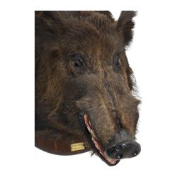 Taxidermy: European Wild Boar (Sus scrofa), adult male shoulder mount looking straight ahead mouth agape, mounted upon a wooden shield, the shield with brass plaque engraved Transinne 1921, H64cm