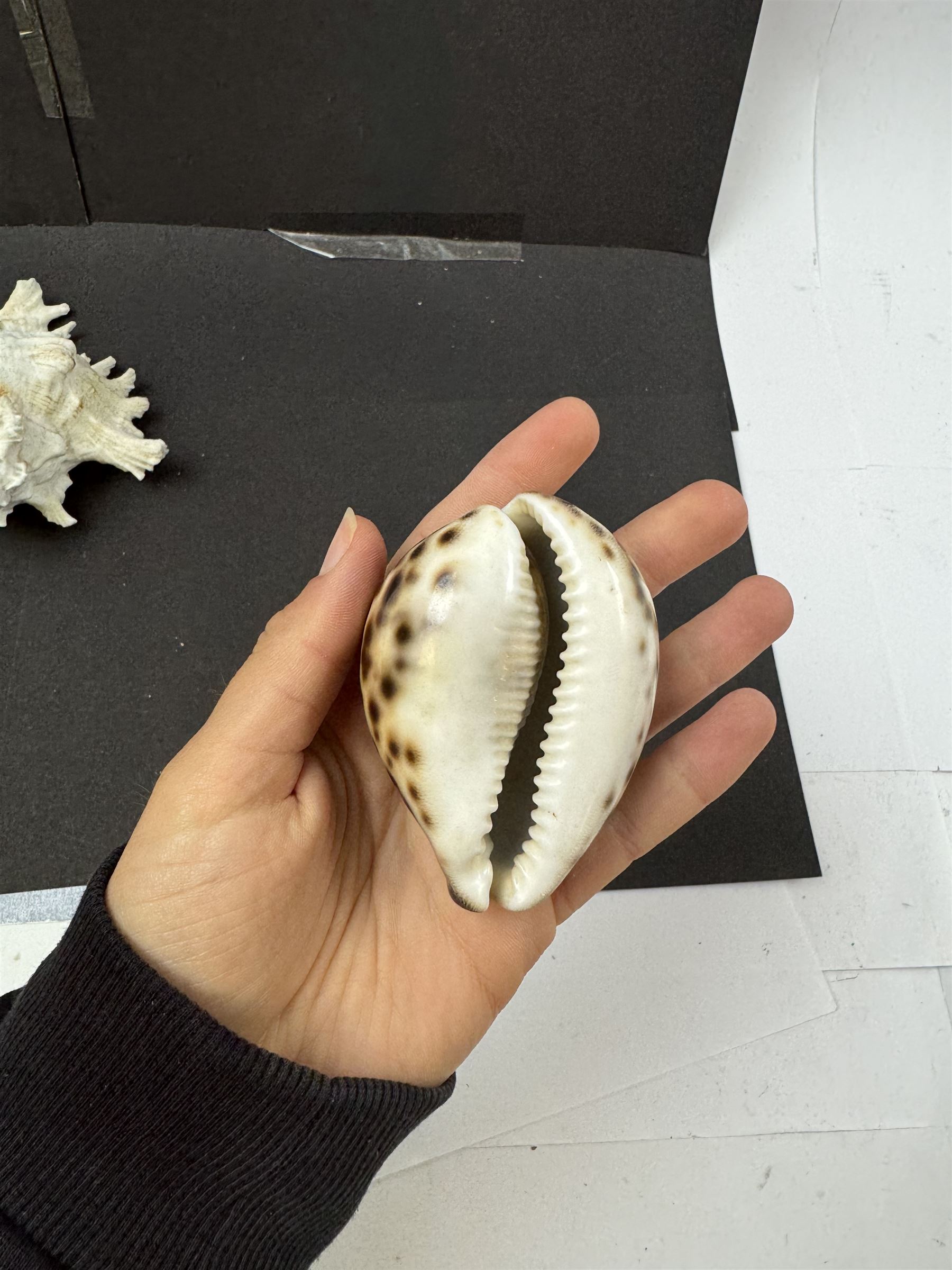 Conchology: two large pieces of coral, three sea urchin shells, conch shells, and others 