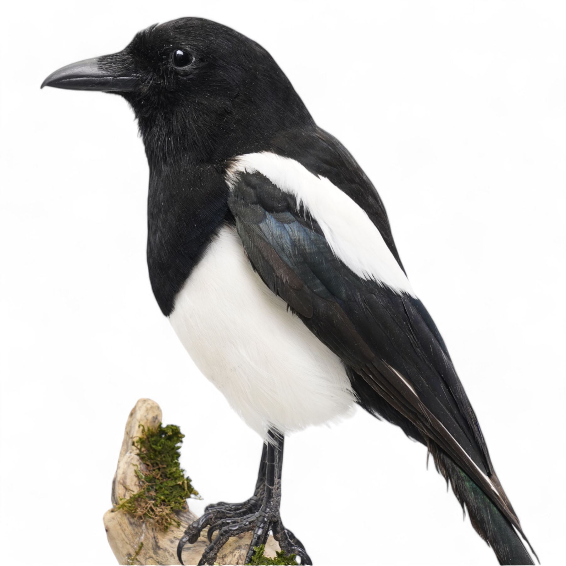 Taxidermy - Magpie (Pica Pica), full adult mount upon a branch in a naturalistic setting, enclosed within glass dome H52cm