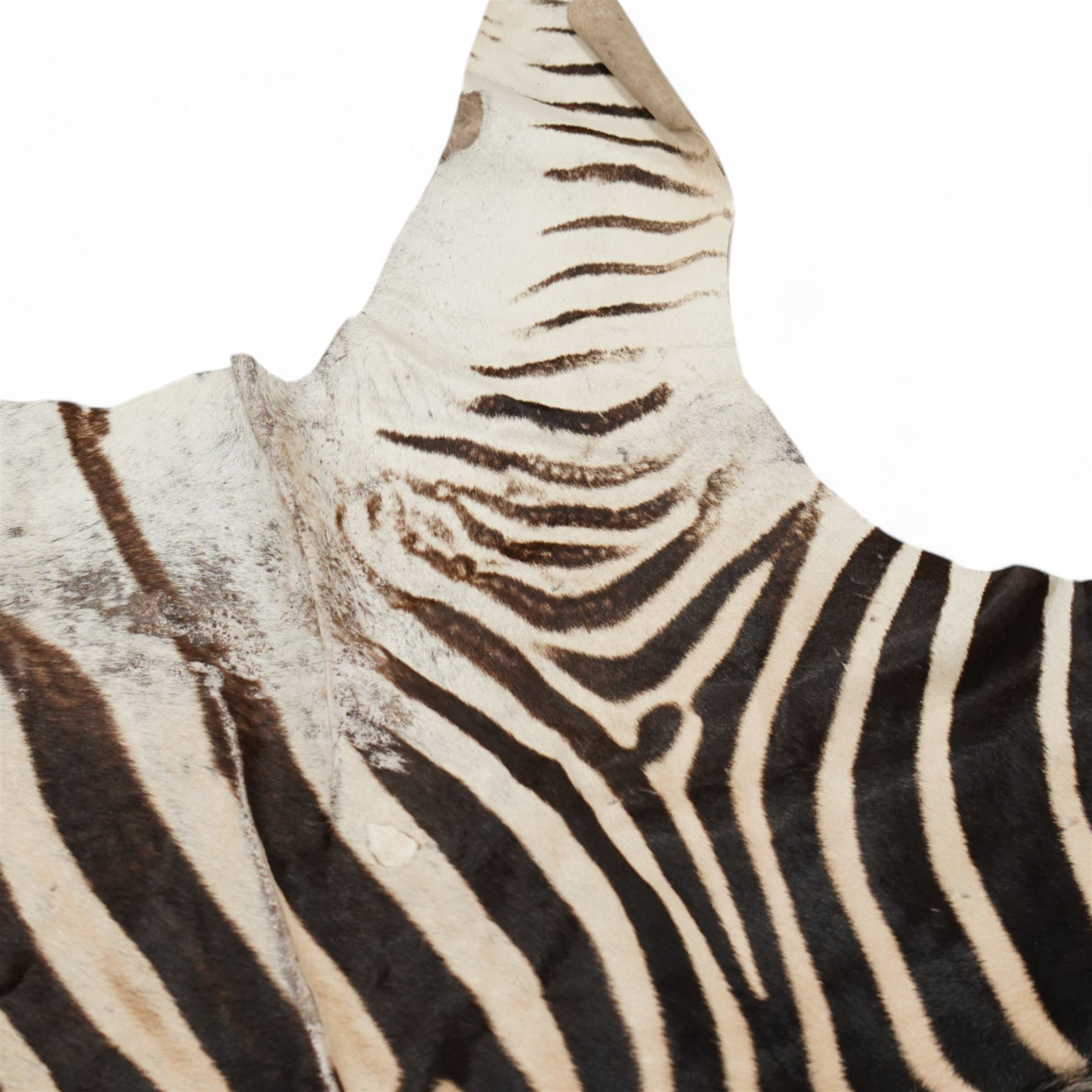 Skins/hides: Zebra skin (Equus Quagga), adult flank hide with head, tail and shortened limbs   L266cm 