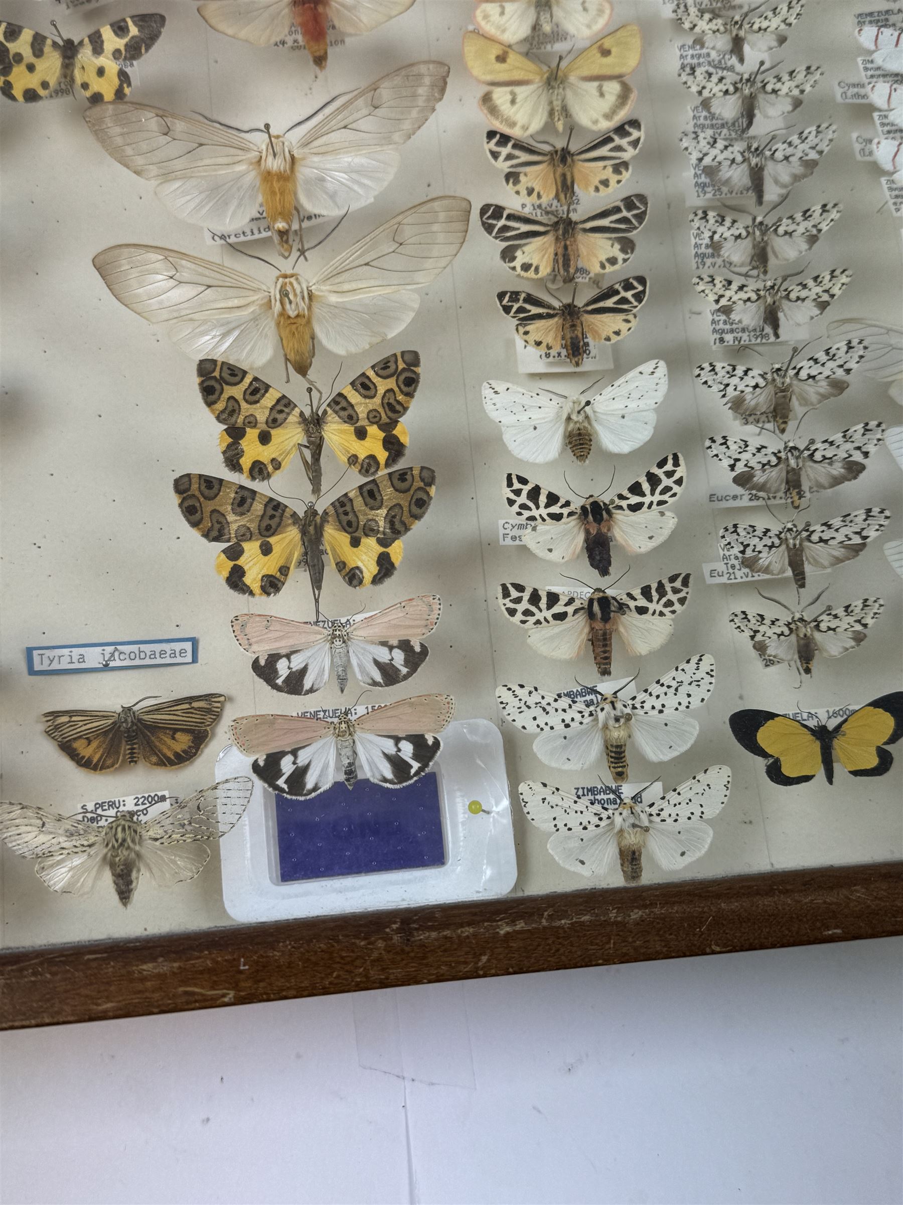 Entomology: Single glazed display of moths, circa 20th century, single glazed display containing one hundred and twenty two various specimens, mainly Arctidae (Tiger) moths, with attached data labels, all pinned upon foam backing and named labels, enclosed within a glazed entomology drawer,  H35cm, L45cm