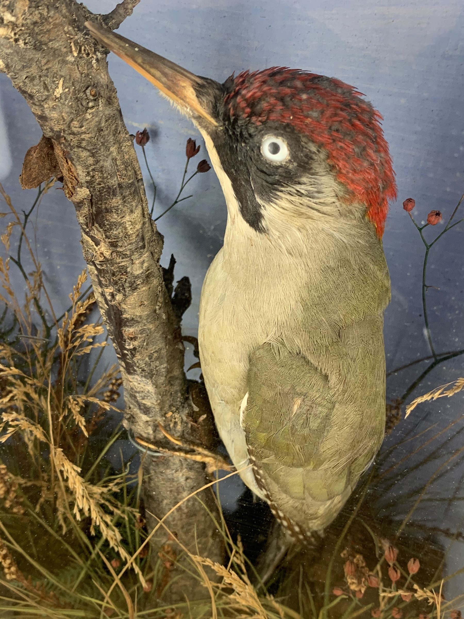 Taxidermy: Cased pair of green woodpeckers, Picus viridis and a single green woodpecker, full mounts on naturalistic branch bases with painted back boards, in ebonised cases. H31cm, W45cm, D17.5cm and H36cm, W28cm, D13.5cm (2)