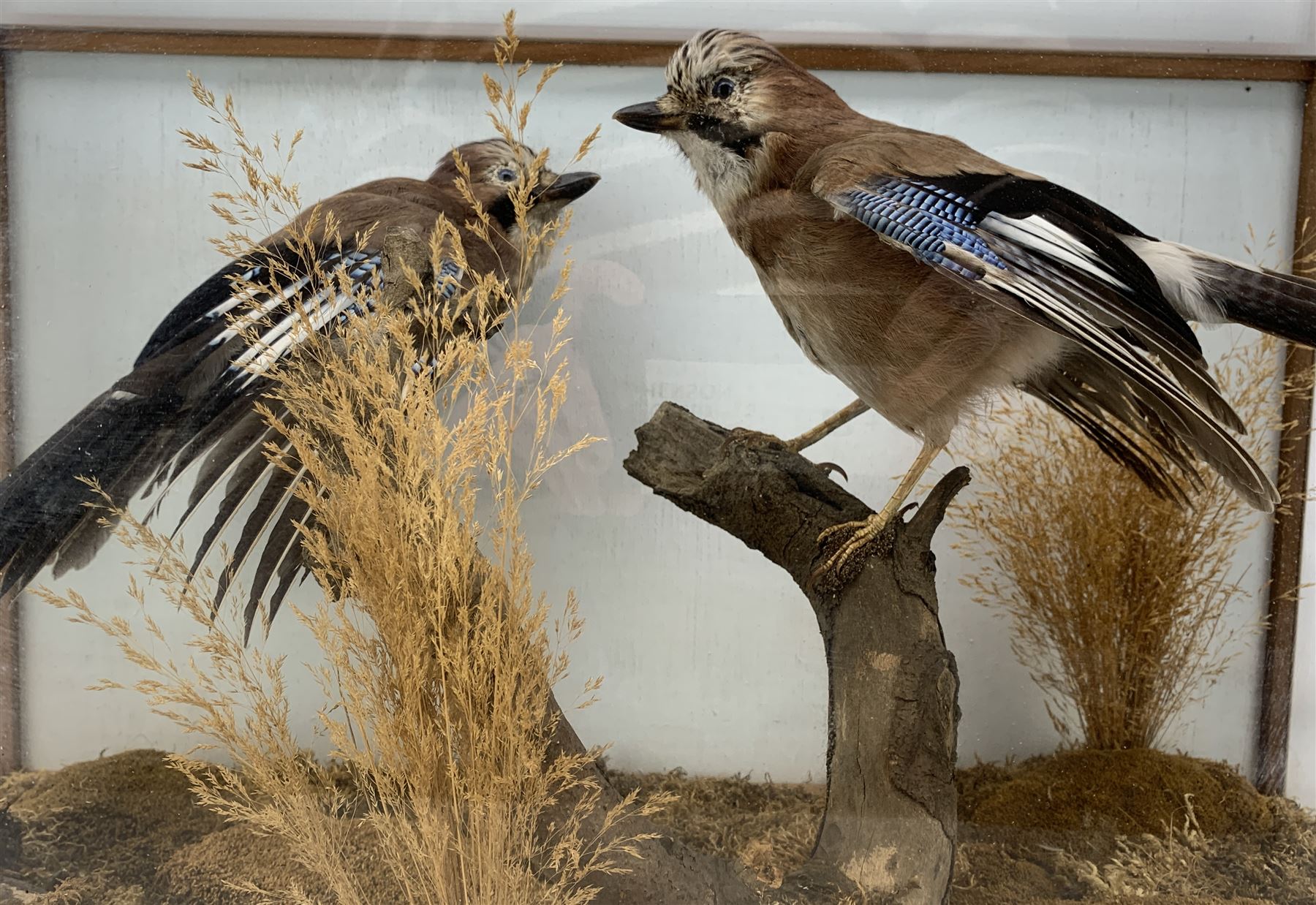 Taxidermy: Cased pair of Eurasian Jays (Garrulus glandarius), by World of Nature, Naturalist and Taxidermist, Knaresborough, North Yorkshire, circa late 20th century, two full mounts perched atop a tree stump, amidst a setting of moss, dry grasses and fauna, set against a pale blue painted backdrop, enclosed within an oak framed four-glass table display case, labelled verso, L67cm, H39cm, D36cm