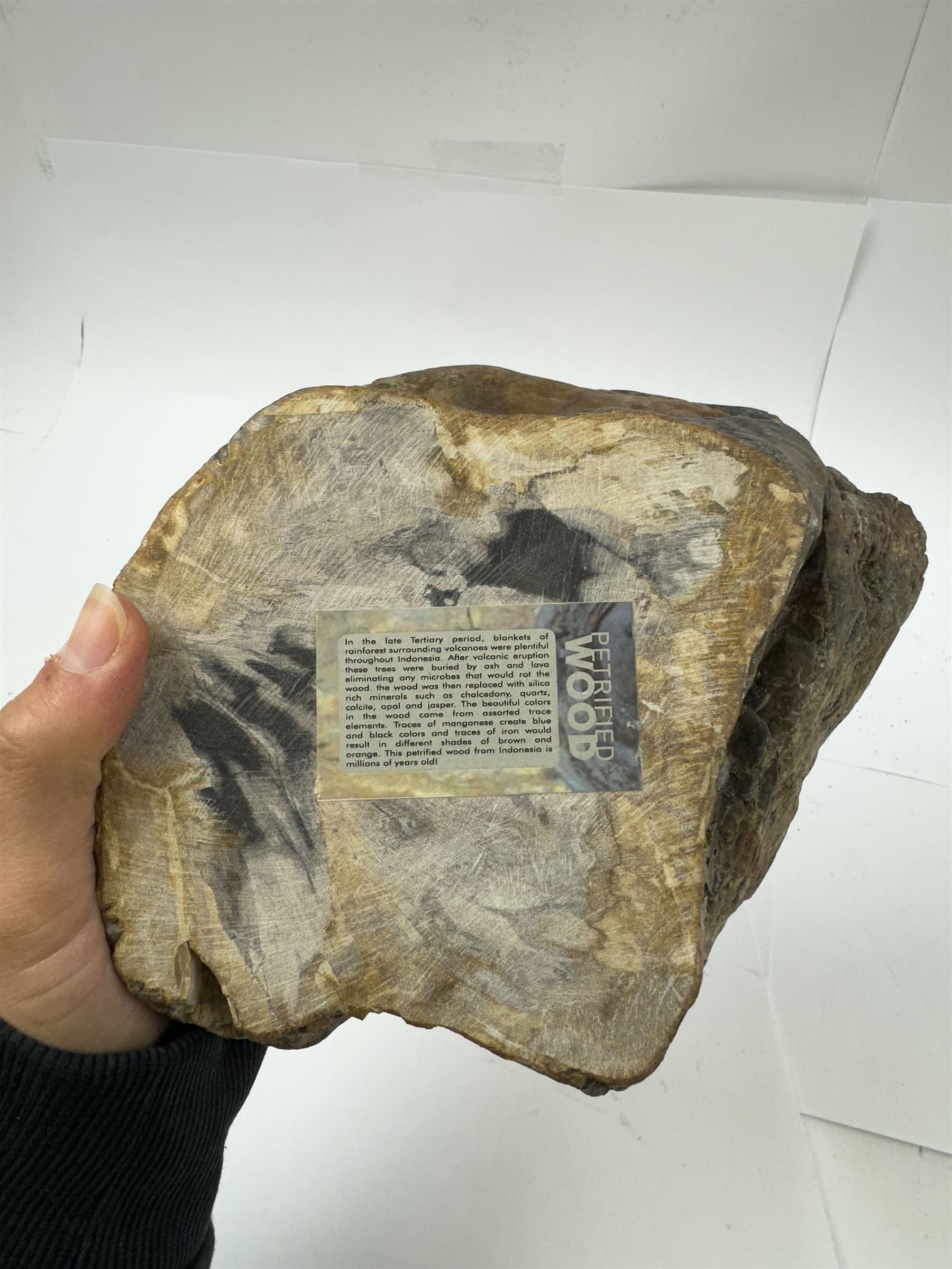 Polished petrified wood dish, some growth rings still visible and a blackened parts, texture to edge, H5cm