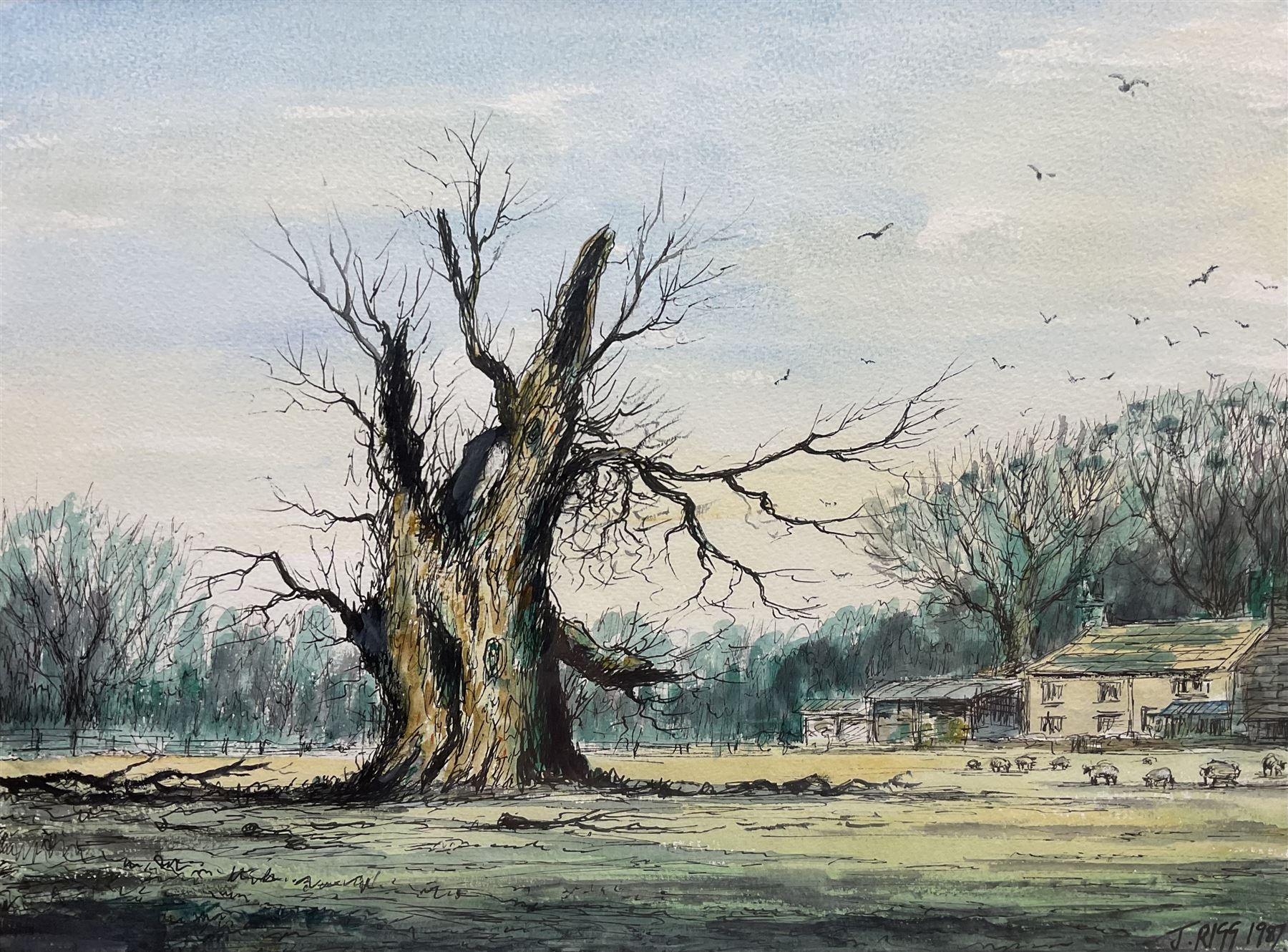 Jack Rigg (British 1927-2023): 'Old Tree near Helmsley', watercolour and ink signed and dated 1987, titled verso 29cm x 39cm