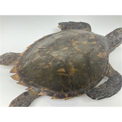 Taxidermy: Hawksbill Sea Turtle (Eretmochelys imbricata), juvenile full mount, beak to shell base, 40cm