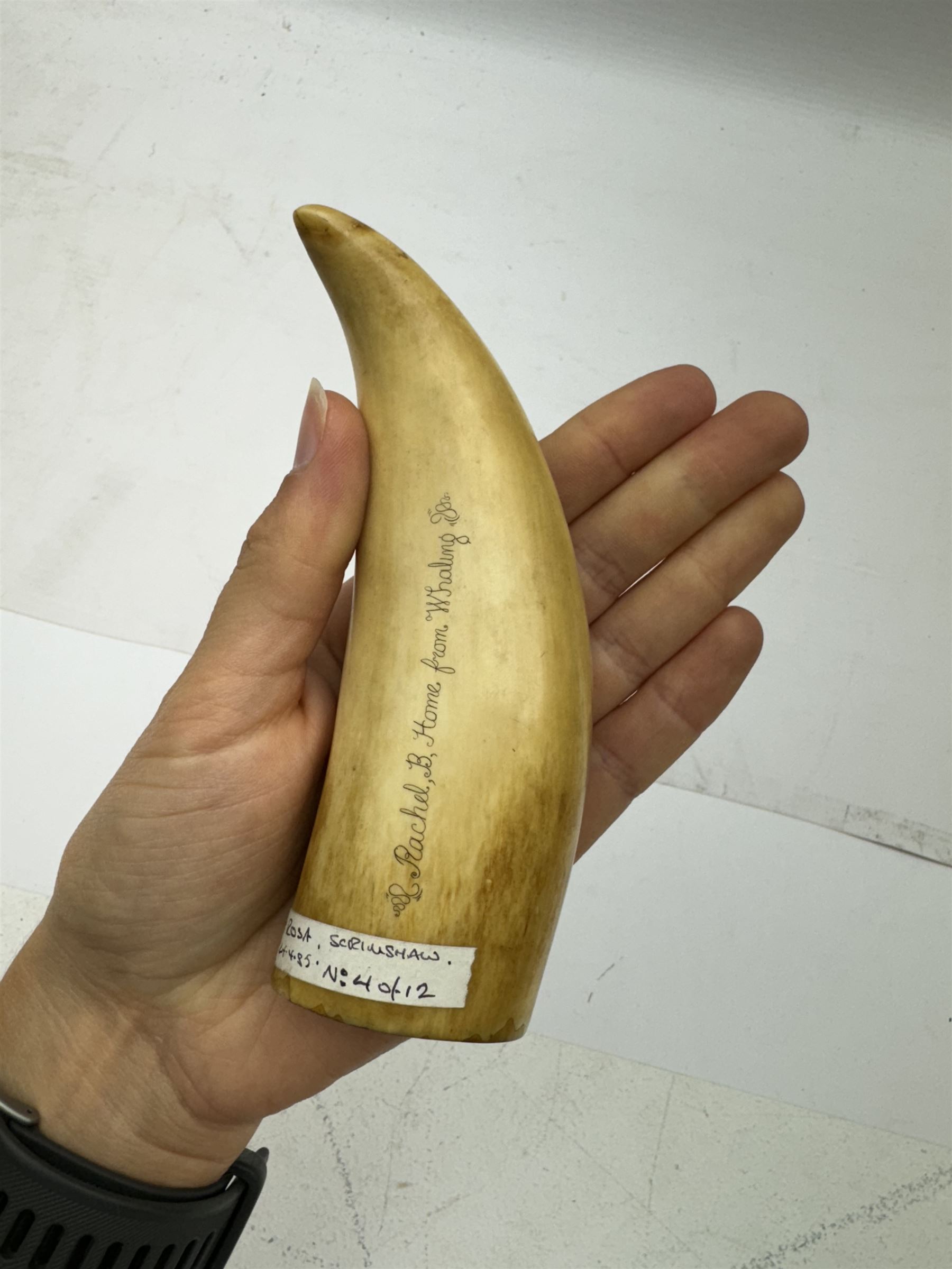 19th century scrimshaw whale tooth, inscribed Rachel,B, Home from Whaling and depicting port, L13cm