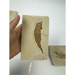 Four fossilised fish (Knightia alta) each in an individual matrix; Eocene period, location; Green River Formation, Wyoming, USA, largest H10cm, W15cm