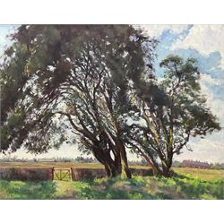 Catherine Tyler (British 1949-): 'Holm Oaks', oil on board signed, titled verso 60cm x 75cm