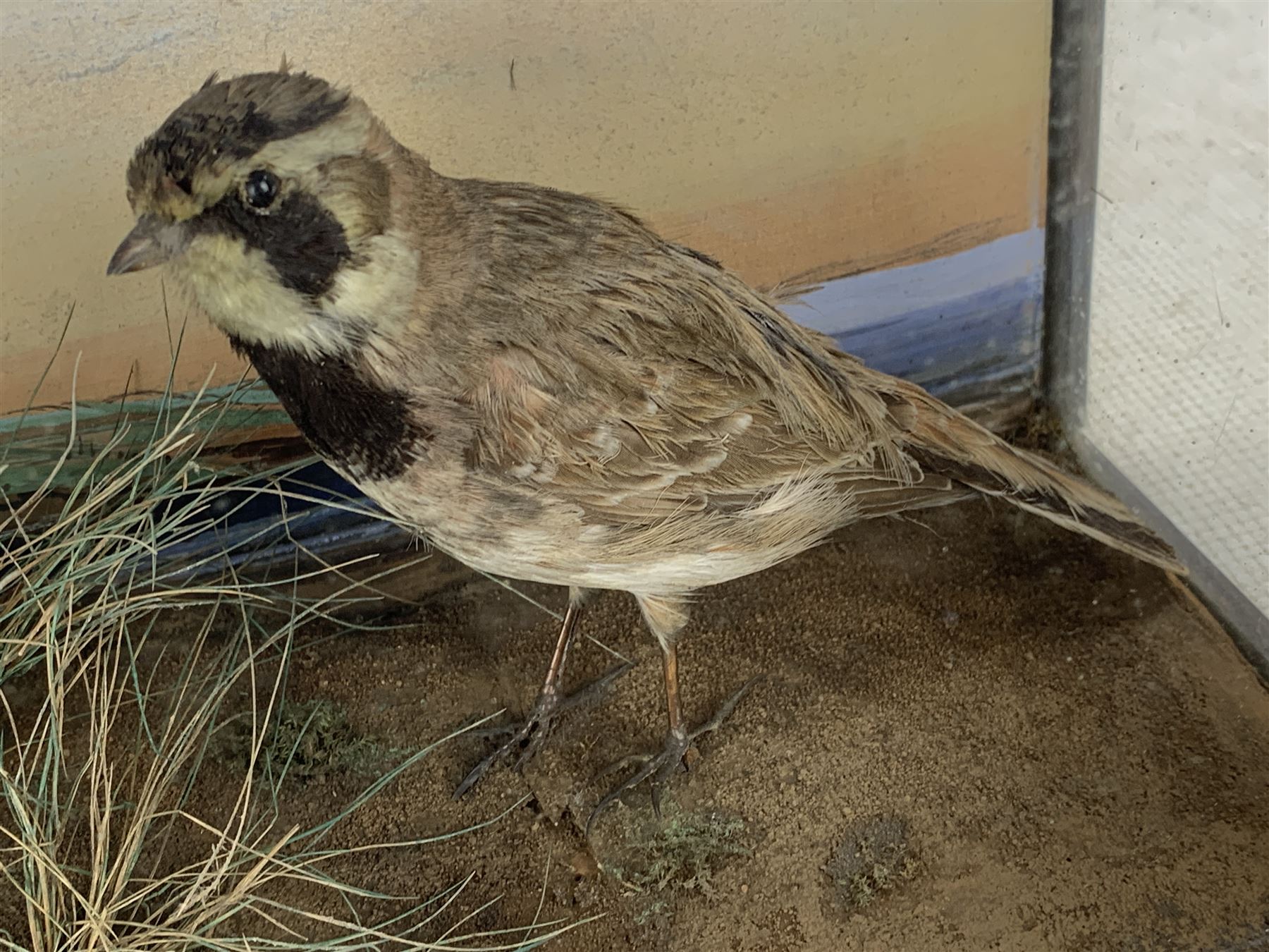 Taxidermy: Cased pair of shore larks (Eremophila alpestris), pair of male and female full mounts male and female, stood on rock work and set against a pale blue painted back board, in ebonised case. H26cm, W38cm, D13.5cm