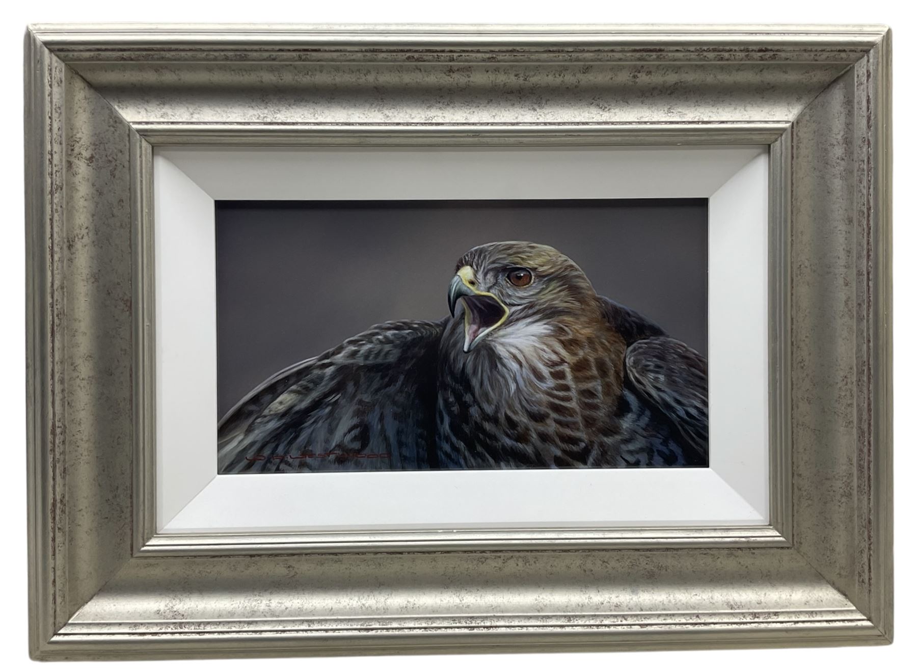 Wayne Westwood (British 1964-2021): Buzzard, oil on panel signed 19cm x 34cm 