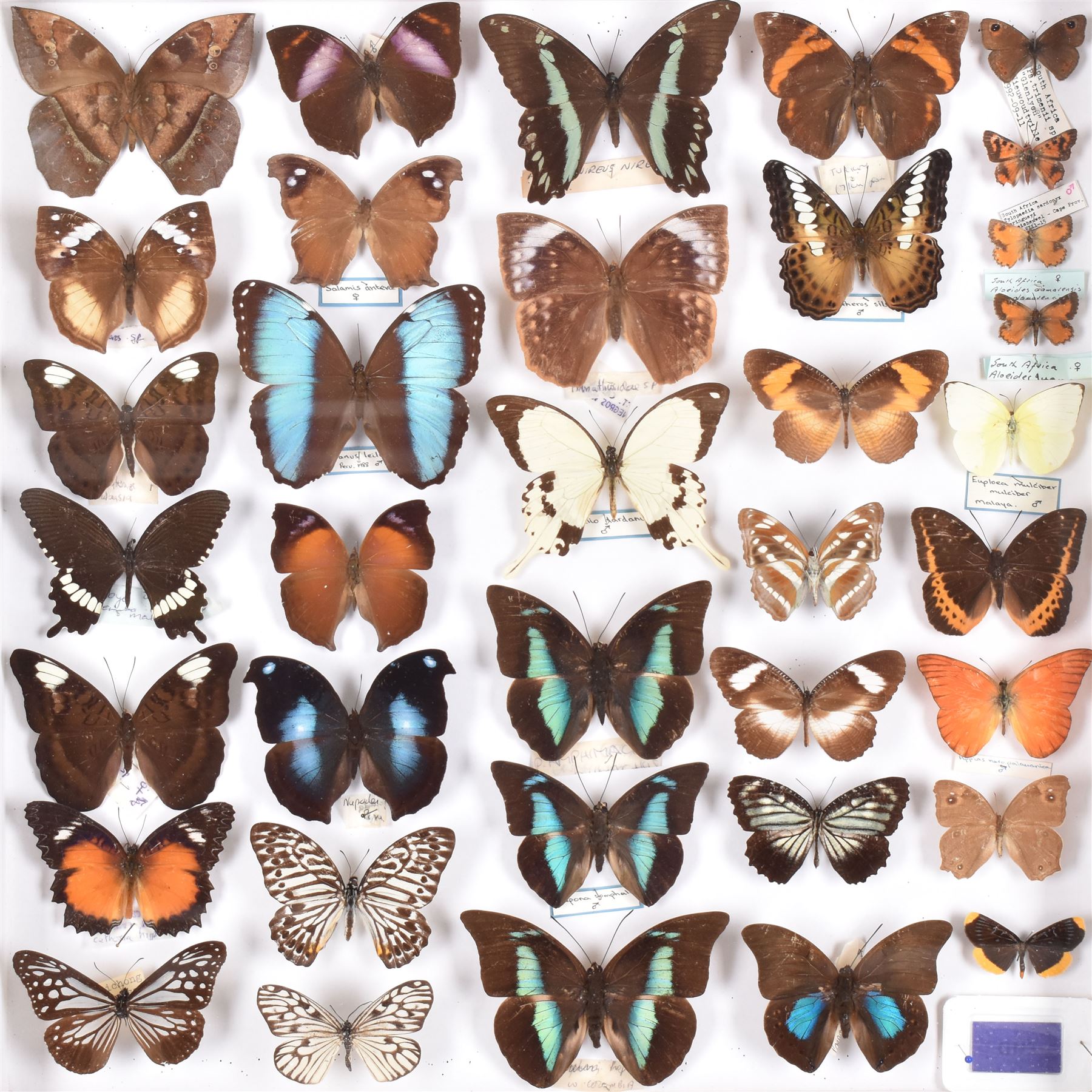 Entomology: Single glazed display of butterflies, circa 20th century, single glazed display containing thirty six various specimens, some with attached data labels, all pinned upon foam backing and named labels, enclosed within a glazed entomology drawer, H46cm, W46cm