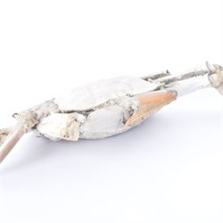 Fossilised Macrophthalmus crab, age; Pleistocene location; Madagascar, L12cm