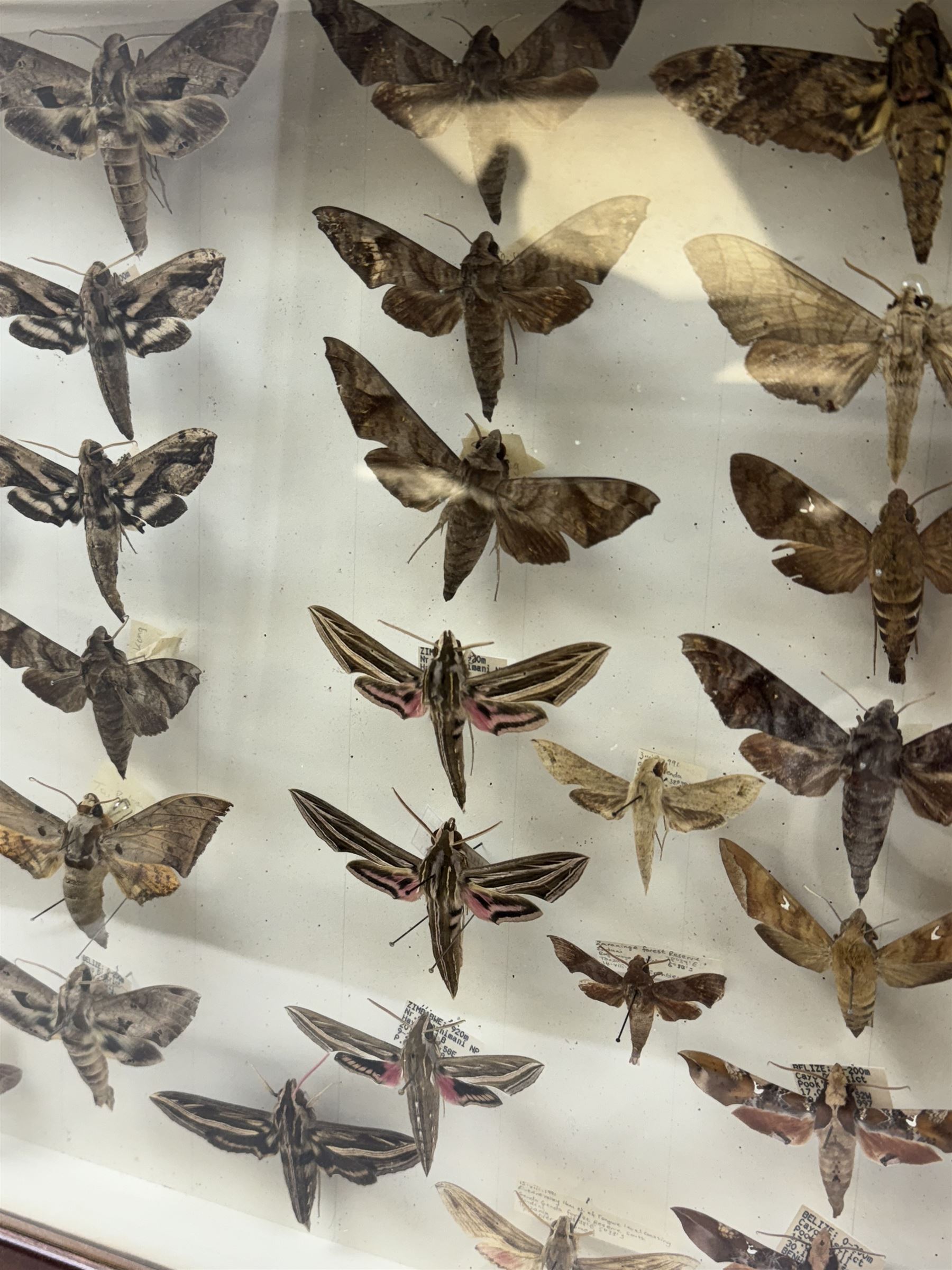 Entomology: Single glazed display of Hawk (Sphingidae) moths, circa 20th century, single glazed display containing thirty various specimens, maily with attached data labels, all pinned upon foam backing and named labels, enclosed within a glazed entomology drawer,  H35cm, L45cm