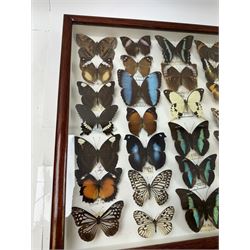 Entomology: Single glazed display of butterflies, circa 20th century, single glazed display containing thirty six various specimens, some with attached data labels, all pinned upon foam backing and named labels, enclosed within a glazed entomology drawer, H46cm, W46cm