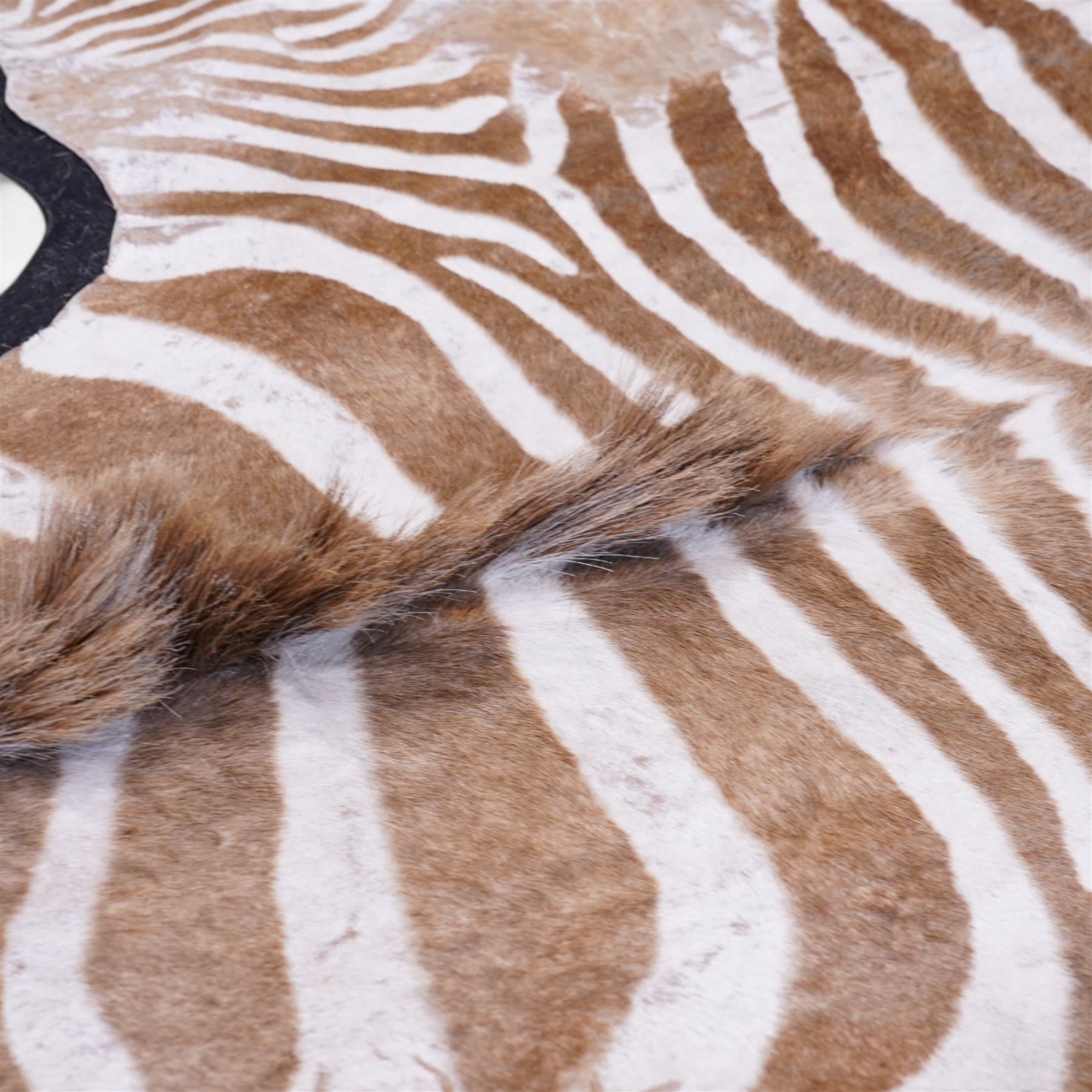 Skins/Hides: Early 20th century Burchell's or Plain's Zebra Hide Rug (Equus Quagga), an adult Zebra flat skin, shortened limbs outstretched with mane and tail