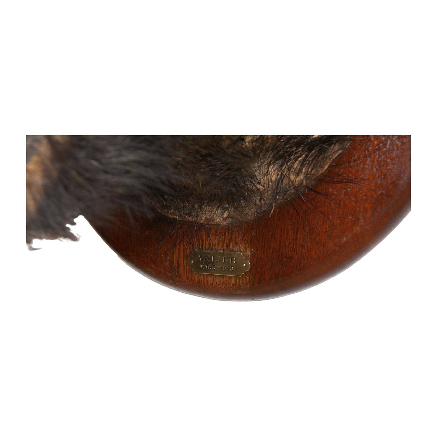 Taxidermy: European Wild Boar (Sus scrofa), adult female shoulder mount looking straight ahead mouth agape, mounted upon a wooden shield, the shield with brass plaque engraved Anlier Mars 1910, H64cm