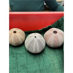 Conchology: two large pieces of coral, three sea urchin shells, conch shells, and others 