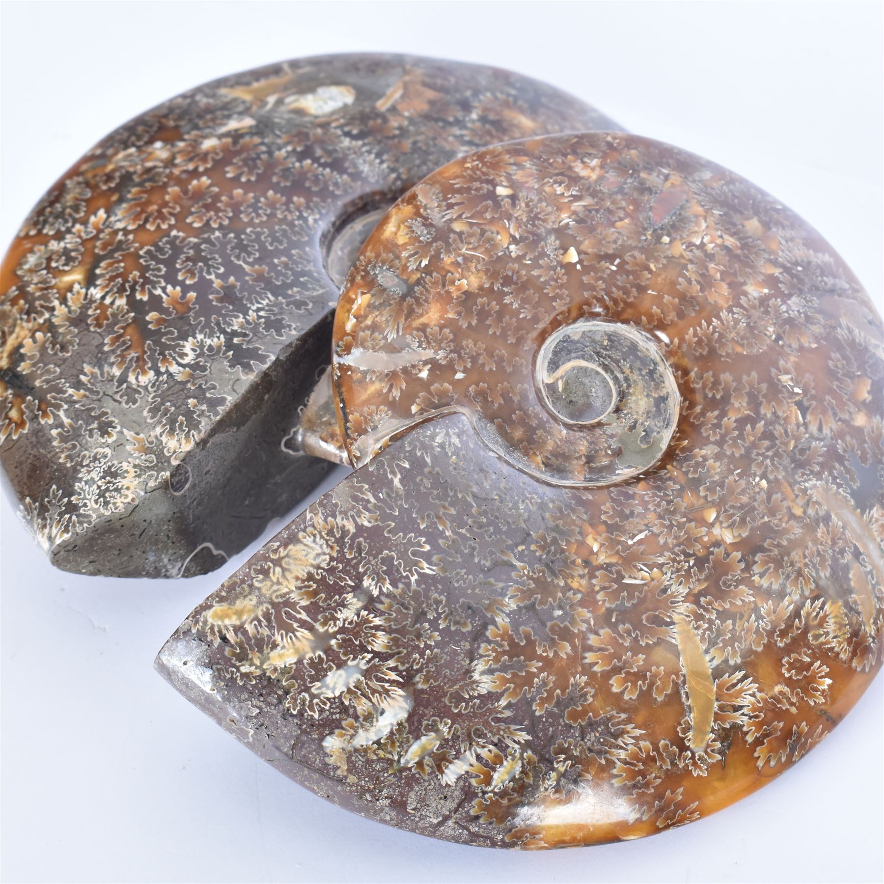 Two Cleoniceras ammonite fossils, with polished finish, age: Cretaceous period, location: Madagascar, D14cm