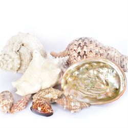 Conchology: collection of shells including Triton, Conch, abalone etc