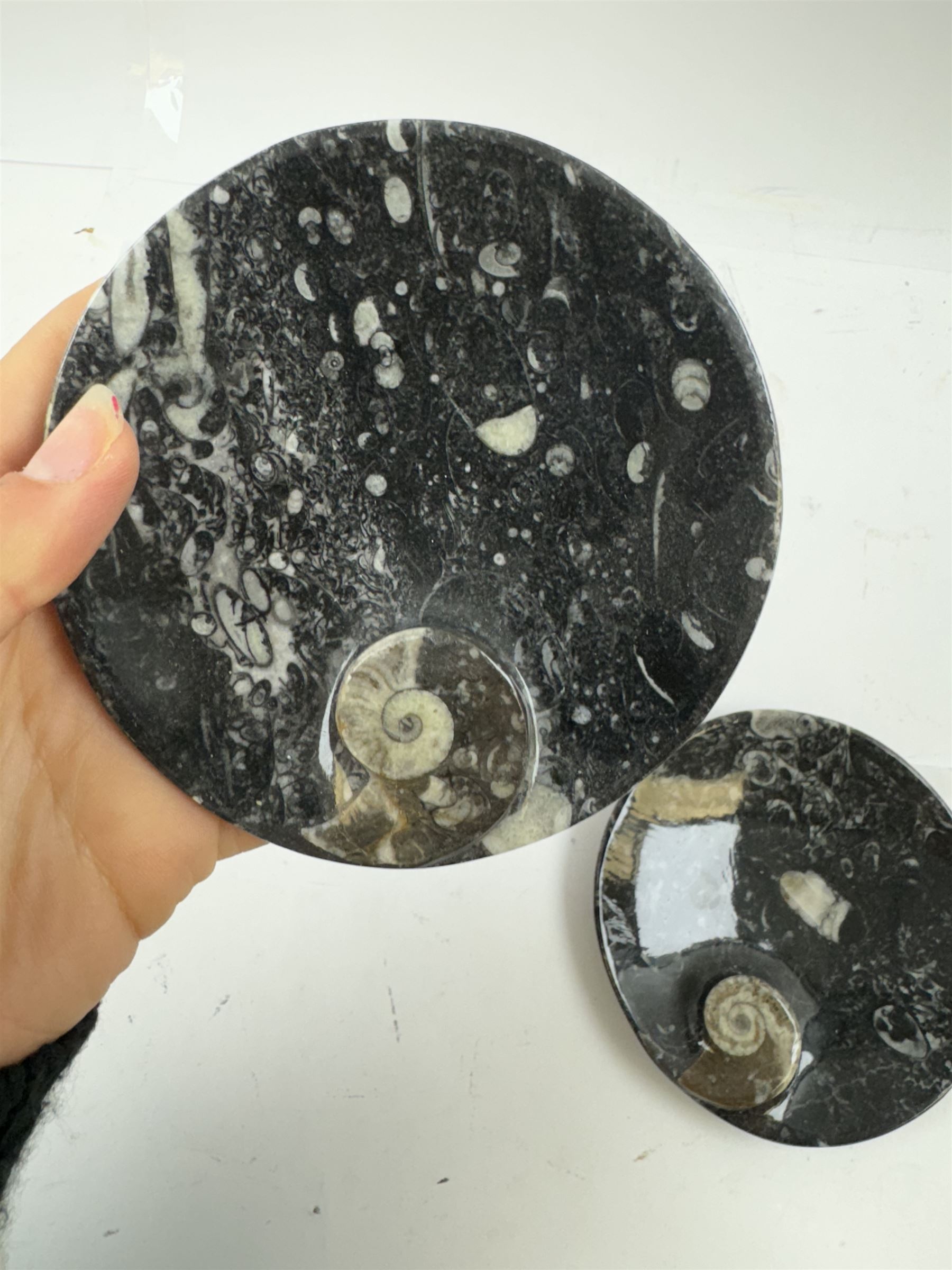 Pair of circular dishes with a raised goniatite and orthoceras and goniatite inclusions, age: Devonian period, location: Morocco, D11cm