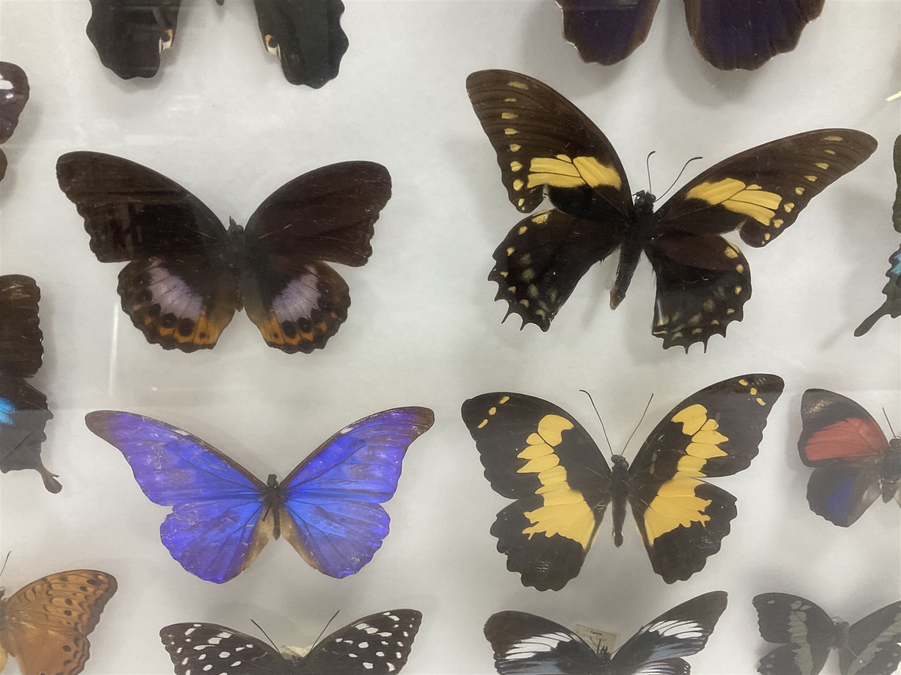 Entomology: Single glazed display of butterflies and moths, single glazed display containing twenty four specimens, including Papilip nireus, Papioio protenor, Morpho rhentenor, Vindula dejone etc, enclosed within a glazed entomology case, H50cm, W61cm